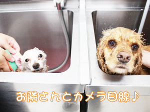 お客様の接客＆トリミング♪
